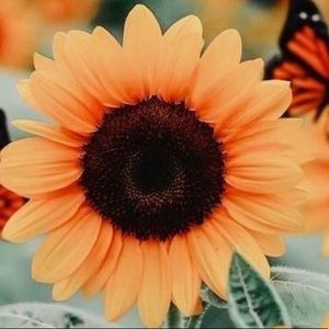 Meet your Posher, A’zarea